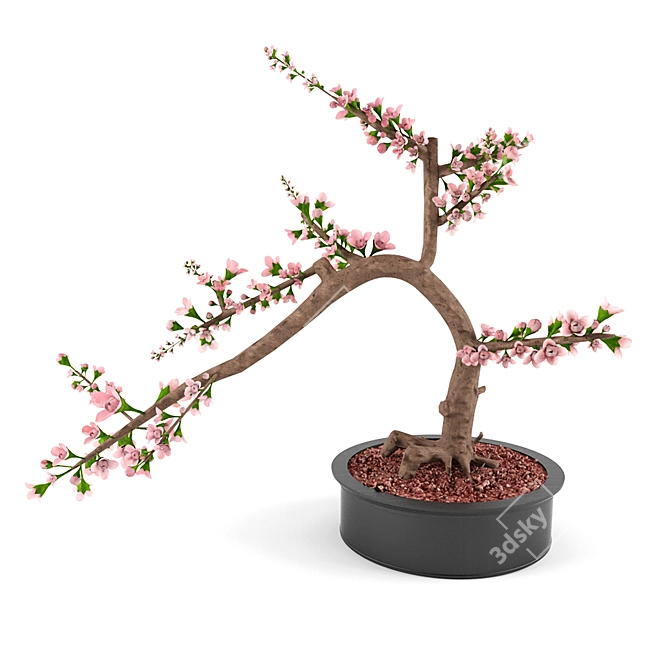 Cherry Blossom Bonsai Tree 3D model image 1