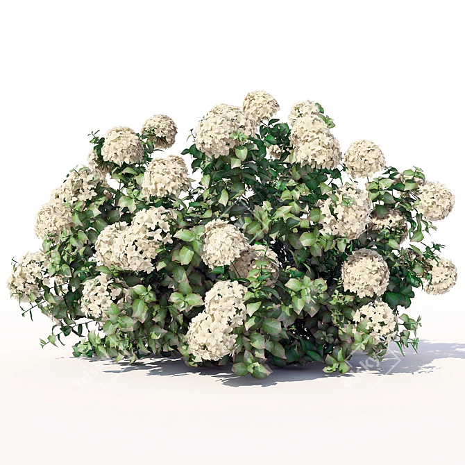 Elegant Hydrangea Blooms 3D model image 1