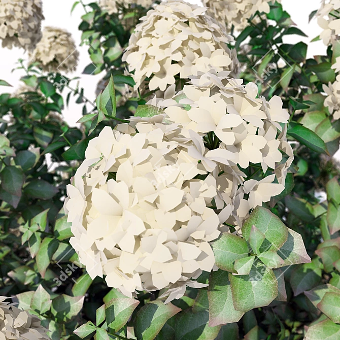 Elegant Hydrangea Blooms 3D model image 3