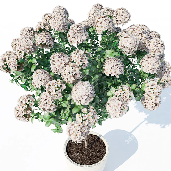 Exquisite Hydrangea Blooms 3D model image 3