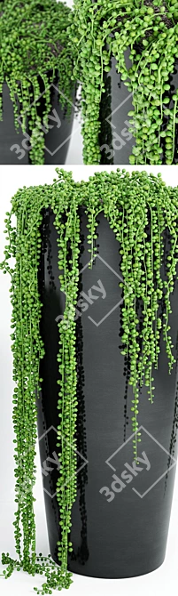 Vintage String Of Pearls Plant 4 3D model image 2