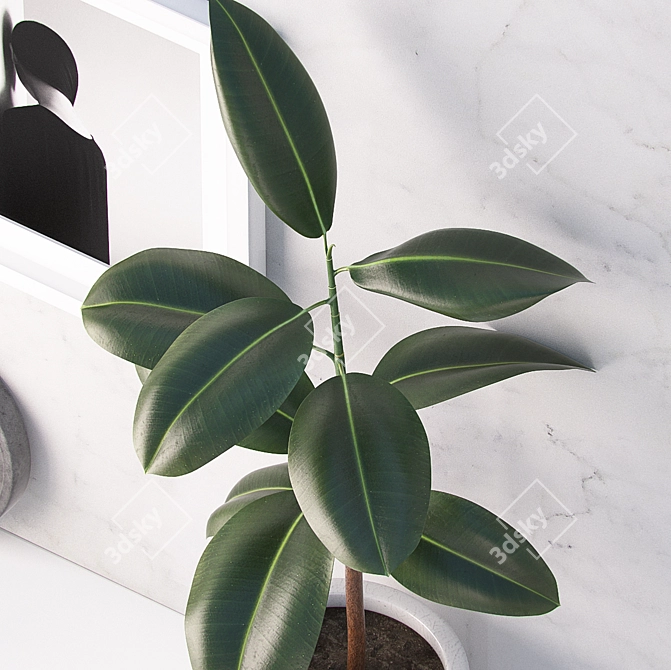 Elegant Ficus Decor Set 3D model image 2