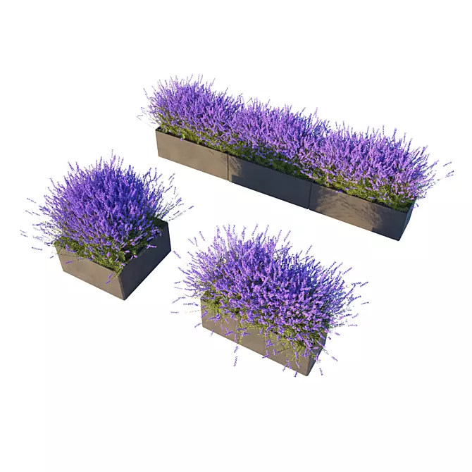 Lavender Cube Set 3D model image 2
