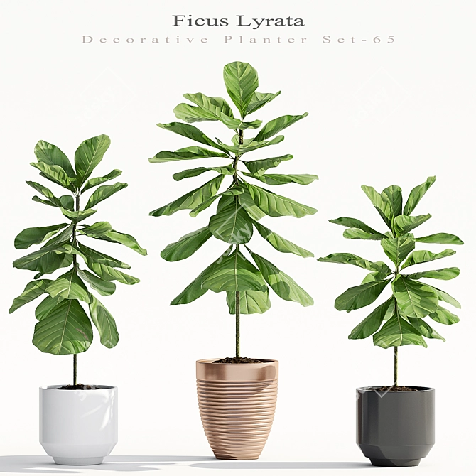 Ficus Lyrata: Stunning Indoor Decor 3D model image 1