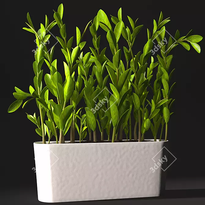 Zamioculcas: Highly Detailed Model 3D model image 1