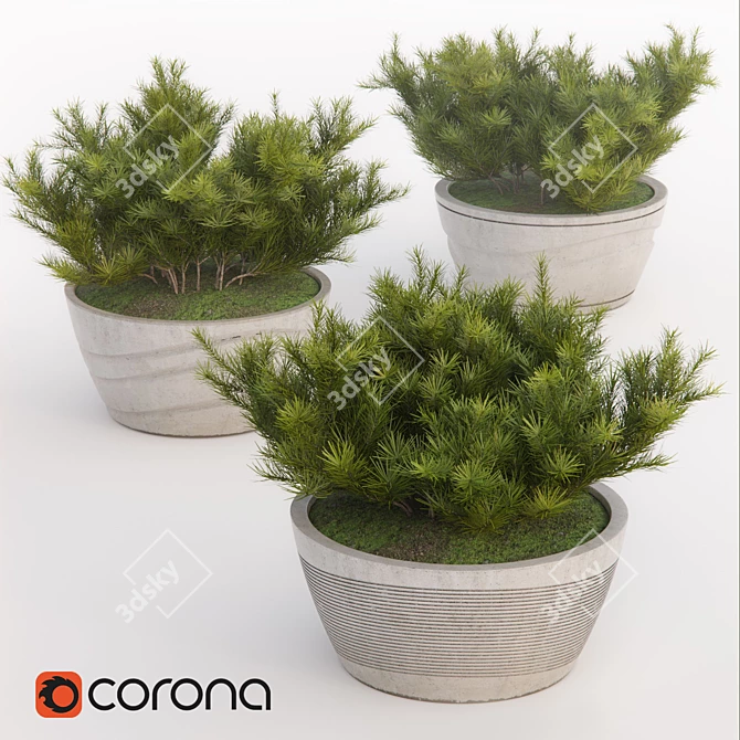 Title: Pumilio Pine Trio 3D model image 1