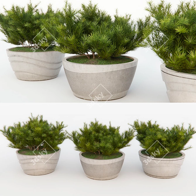 Title: Pumilio Pine Trio 3D model image 2