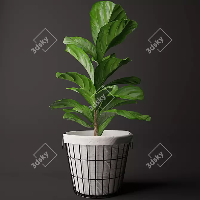 Exquisite Ficus Lyrata Model Kit 3D model image 1