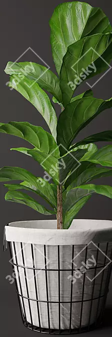 Exquisite Ficus Lyrata Model Kit 3D model image 2