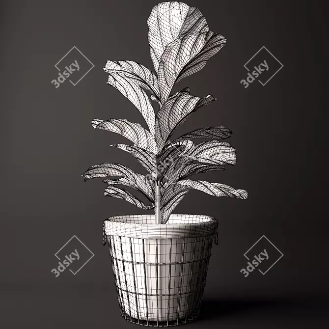 Exquisite Ficus Lyrata Model Kit 3D model image 3