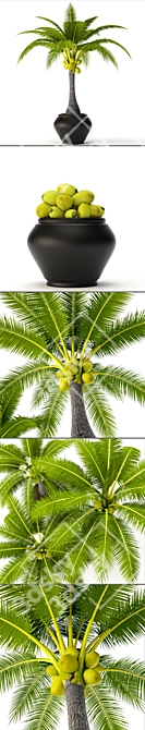 Tropical Coconut Palm Duo 3D model image 2