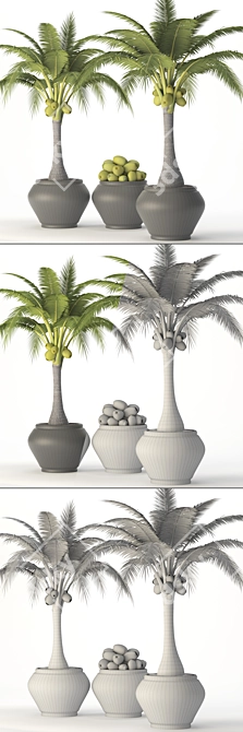 Tropical Coconut Palm Duo 3D model image 3