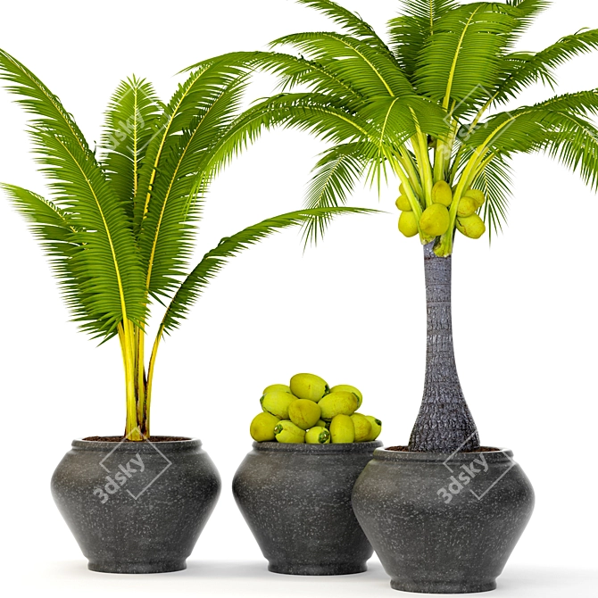 Tropical Bliss Coconut Palm Set 3D model image 1