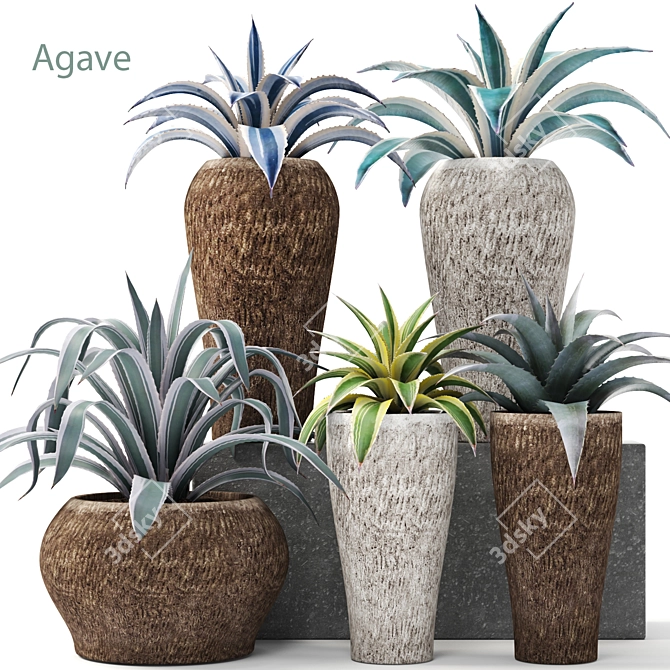 Natural Agave Collection 3D model image 1