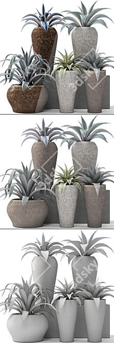 Natural Agave Collection 3D model image 3