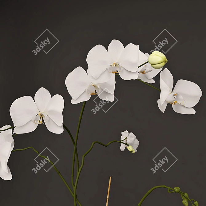 Elegant Glass Vase Orchid 3D model image 2