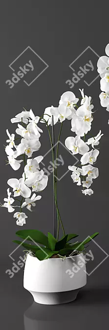 Elegant Phalaenopsis Orchid Set 3D model image 2
