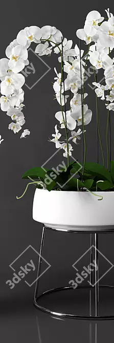 Elegant Phalaenopsis Orchid Set 3D model image 3