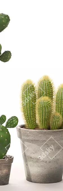 Realistic Cactus Set 3D model image 2