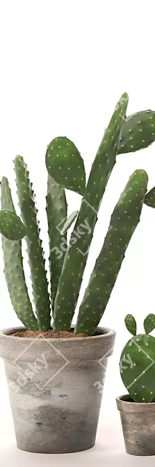 Realistic Cactus Set 3D model image 3