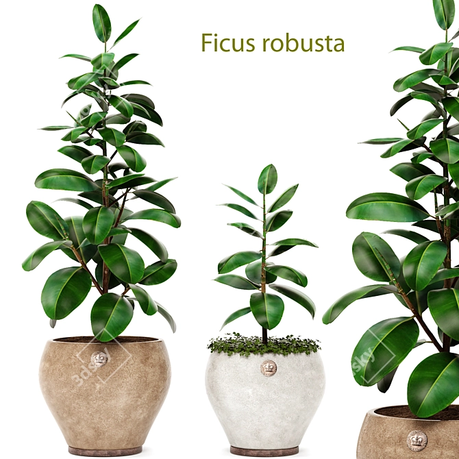 Ficus Robusta Bundle: Set of 2 3D model image 1