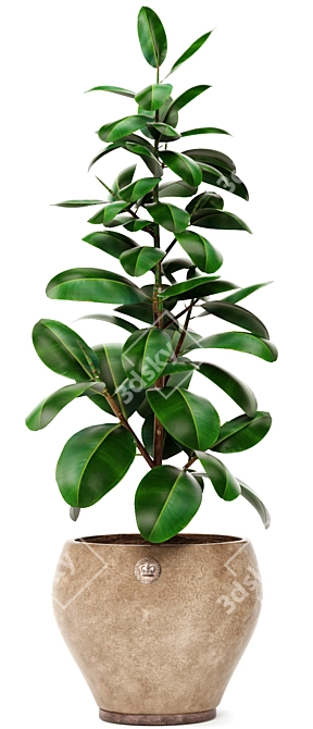 Ficus Robusta Bundle: Set of 2 3D model image 2