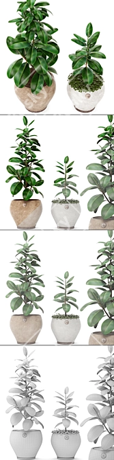 Ficus Robusta Bundle: Set of 2 3D model image 3