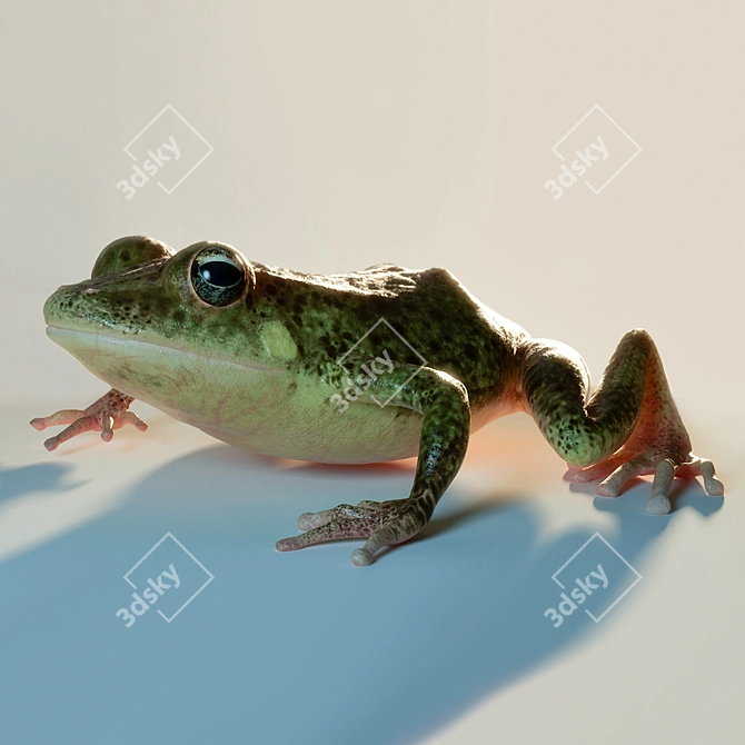 Realistic Terrarium Frog - 3D Model & Textures 3D model image 1