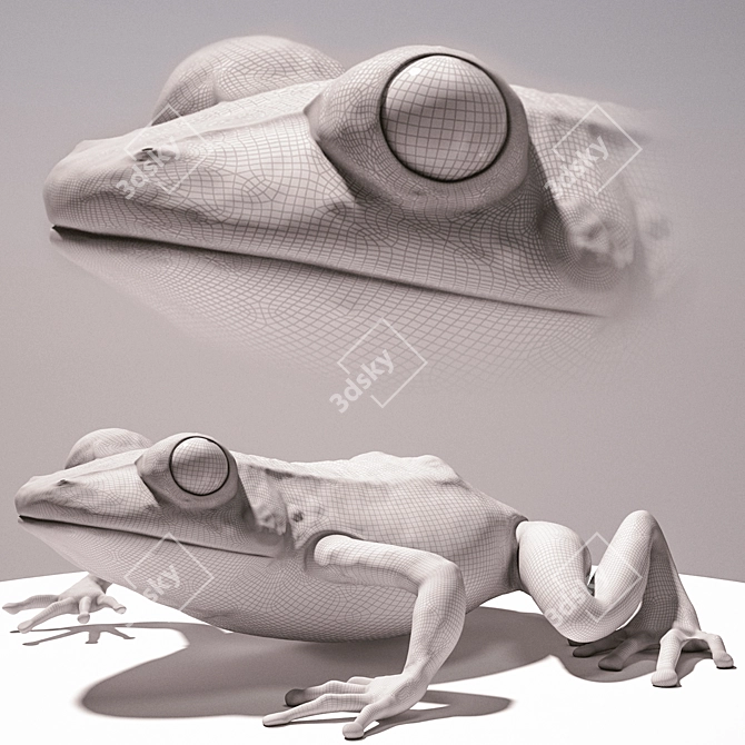 Realistic Terrarium Frog - 3D Model & Textures 3D model image 2