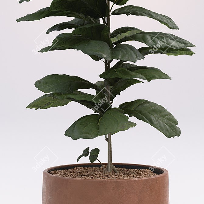 Tall Fiddle Leaf Fig: 40cm 3D model image 2