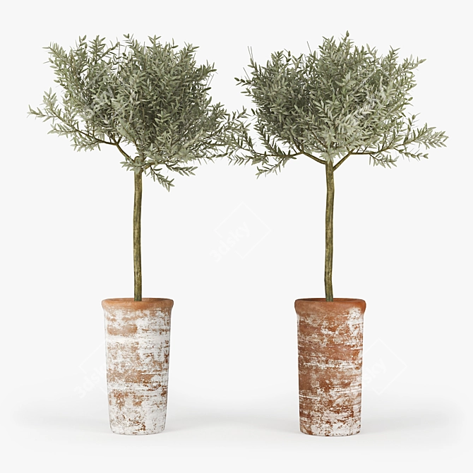 Mediterranean Olive Tree 3D 3D model image 1