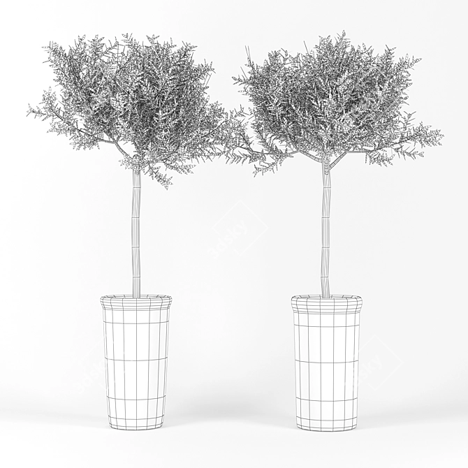Mediterranean Olive Tree 3D 3D model image 2