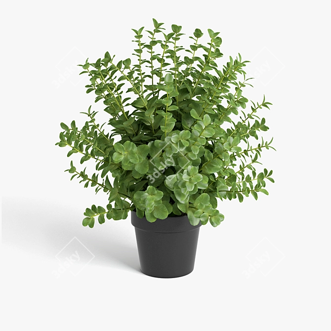 Vibrant Plant Collection 3D model image 6