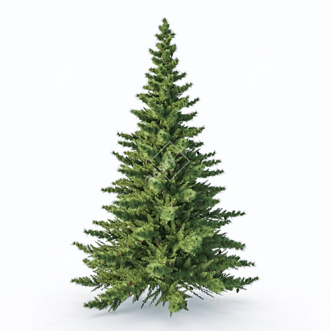  Majestic Pine Tree - 2.5m 3D model image 1