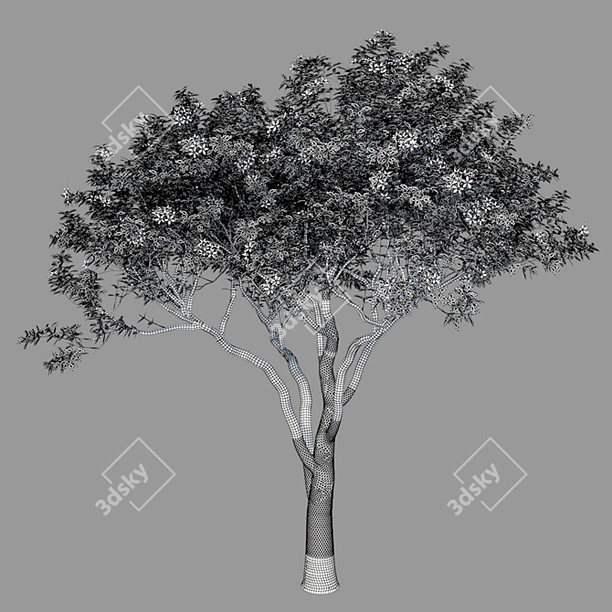 Elegant Magnolia Tree Model 3D model image 3