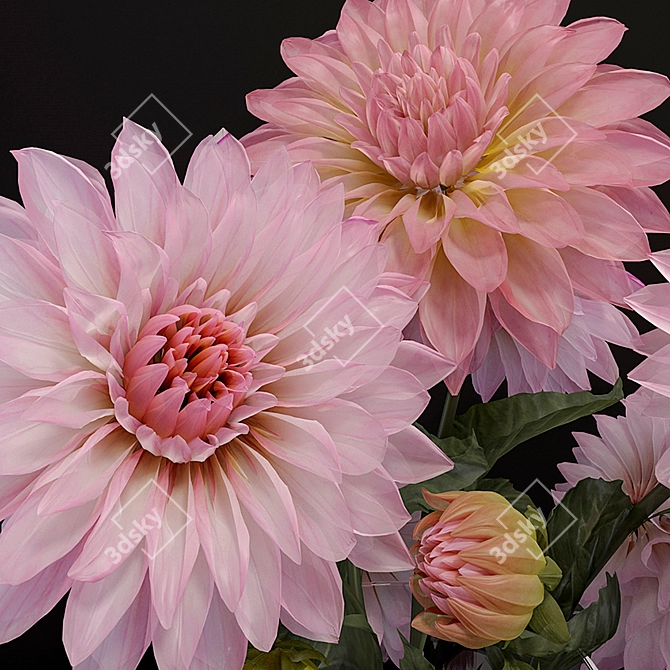 Dazzling Dahlias: Blooming Beauty 3D model image 2