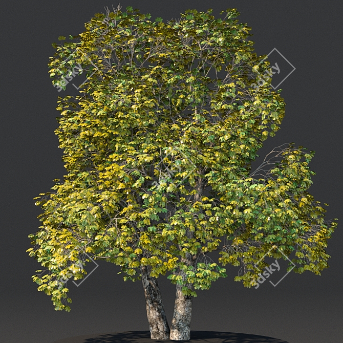 Harvest Maple Wood 3D Model 3D model image 1