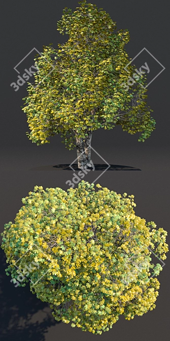 Harvest Maple Wood 3D Model 3D model image 2