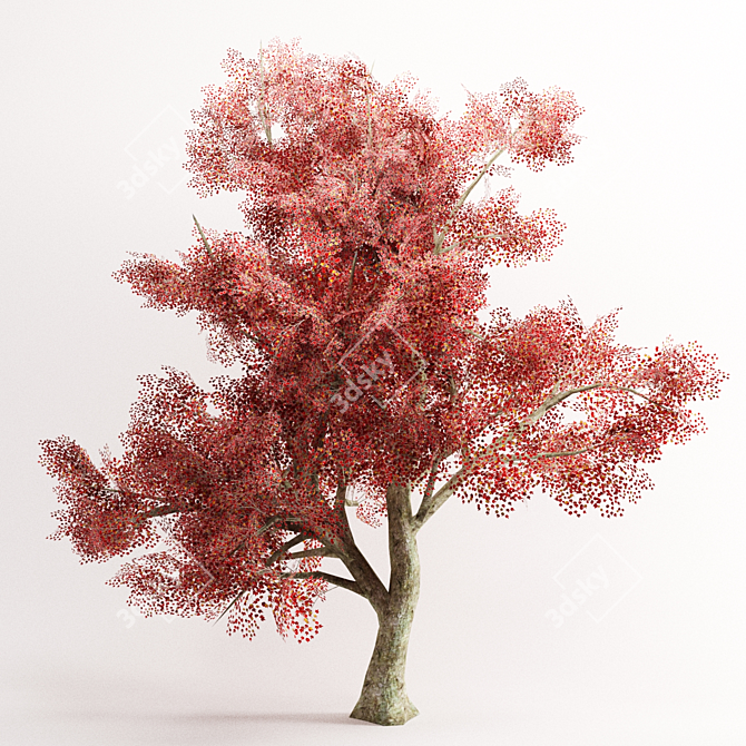 Graceful Red Maple Tree 3D model image 1