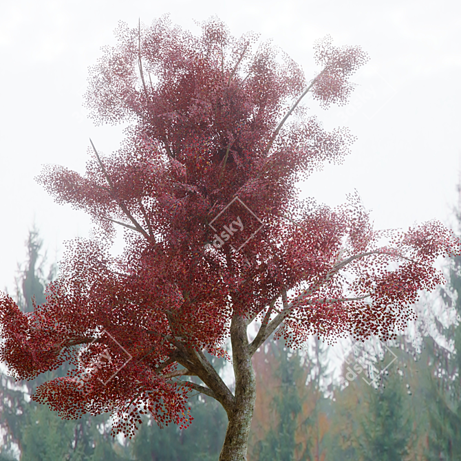 Graceful Red Maple Tree 3D model image 3