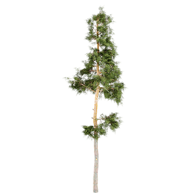 Tall Pine Tree for Corona Renderer 3D model image 1