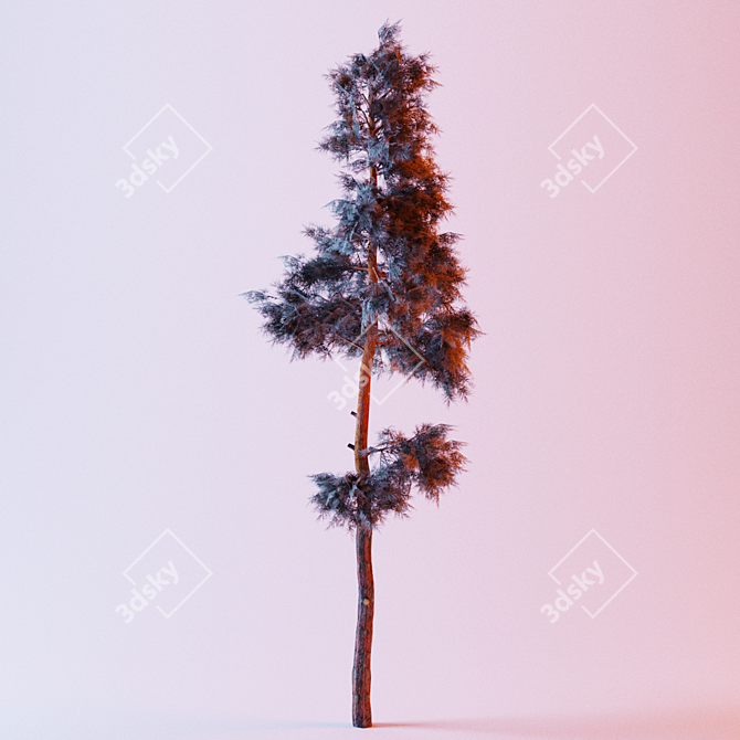 Tall Pine Tree for Corona Renderer 3D model image 3