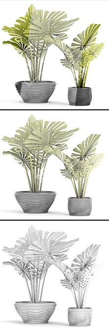 Exquisite Licuala Spinosa Palm 3D model image 3