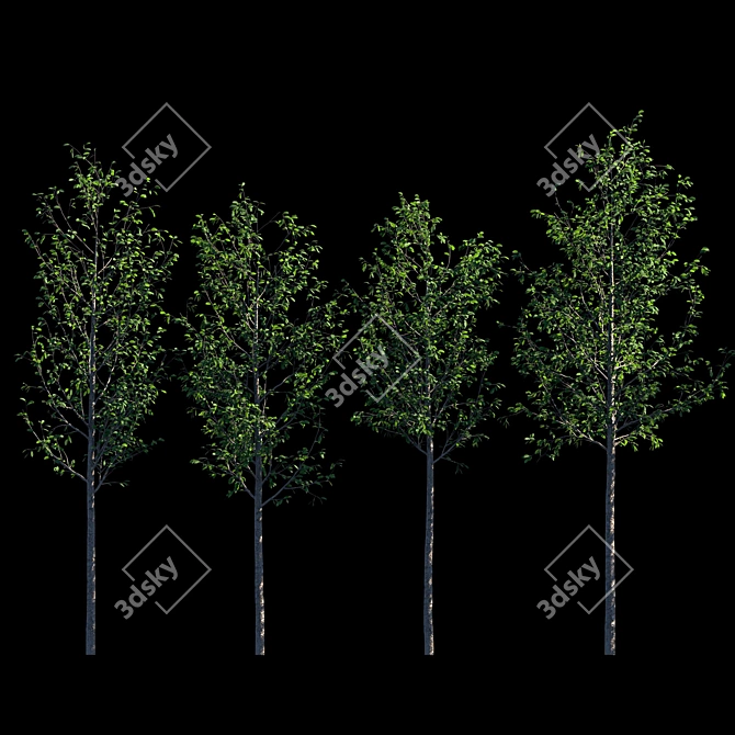 Tall Tree Models: 3m Height 3D model image 1