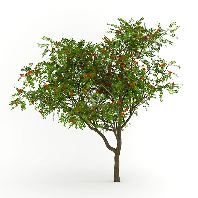 Title: Rowan Berry 3D Model 3D model image 1