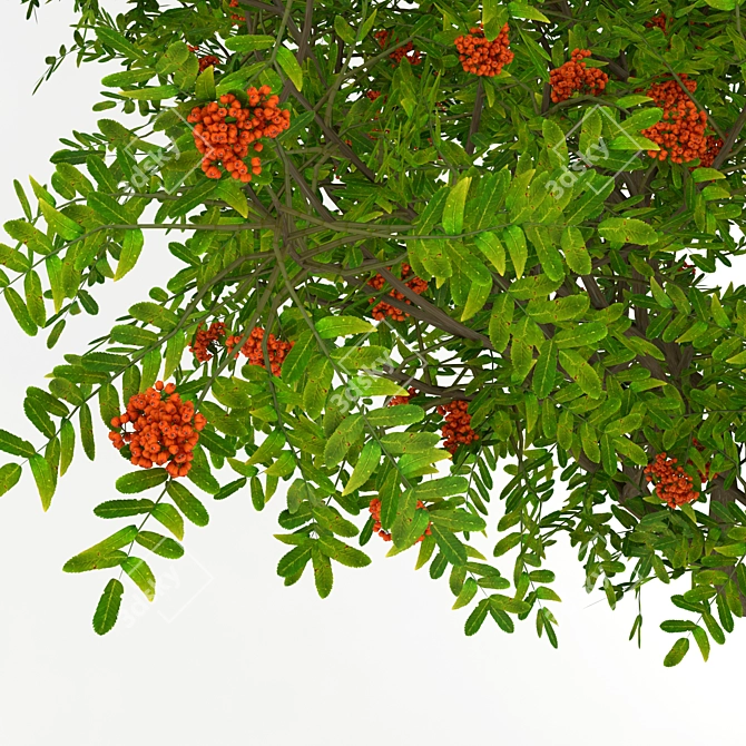 Title: Rowan Berry 3D Model 3D model image 2