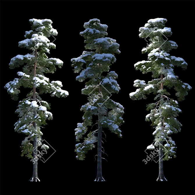 Snowy Pine Tree: Detailed, High-Poly 3D model image 1