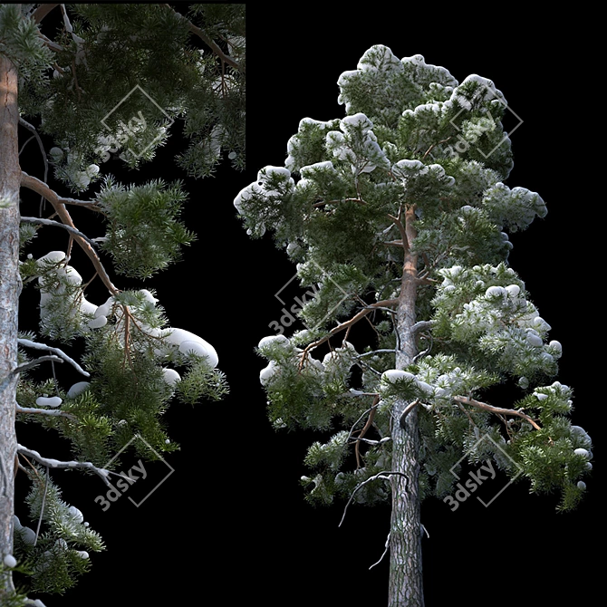 Snowy Pine Tree: Detailed, High-Poly 3D model image 2