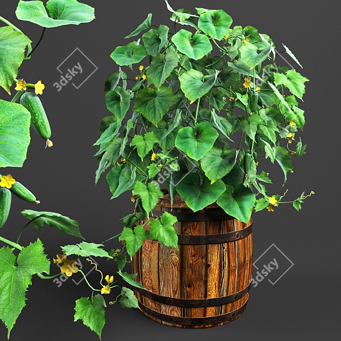  Barrel Bush Cucumber 3D model image 1