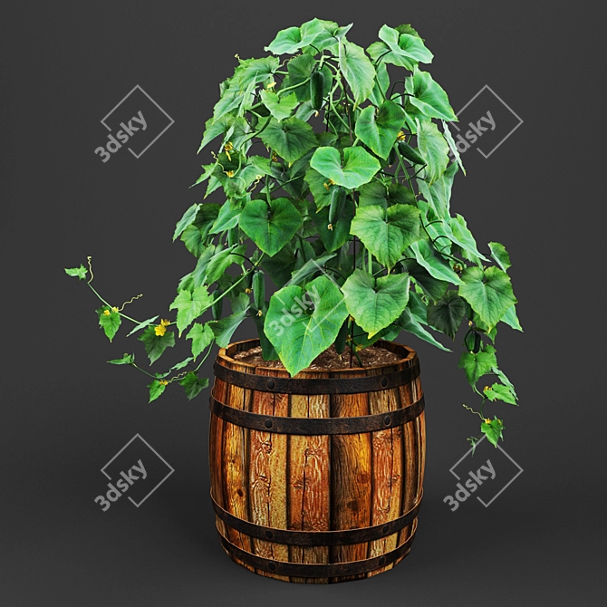  Barrel Bush Cucumber 3D model image 2